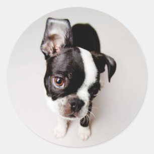 Adesivo Redondo Edison Boston Terrier cachorrinho.