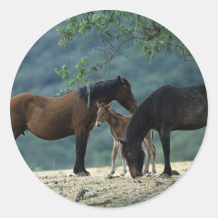 Adesivo Redondo Égua & potro selvagens do mustang
