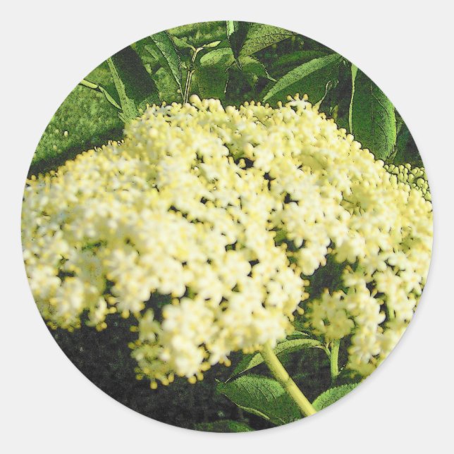Adesivo Redondo Elderberry Blooms Stickers (Frente)