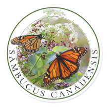 Elderberry Sambucus e Monarca Butterfly