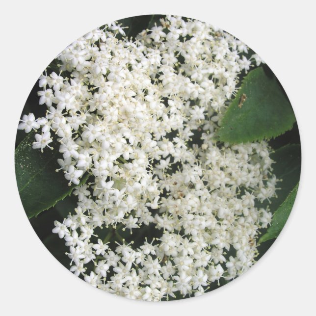 Adesivo Redondo Elderflower (Frente)