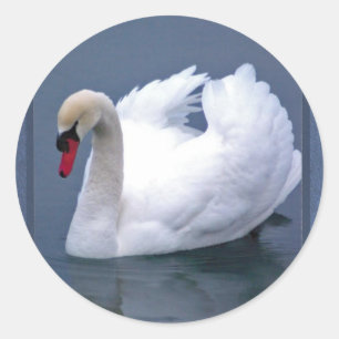 ADESIVO REDONDO ELEGÂNCIA DA CISNE