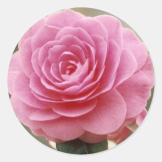 ADESIVO REDONDO ELEGANTE PINK ROSE