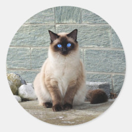 Adesivo Redondo Elegante Siamês Cat Photo Classic Round Sticker