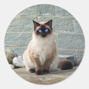 Adesivo Redondo Elegante Siamês Cat Photo Classic Round Sticker