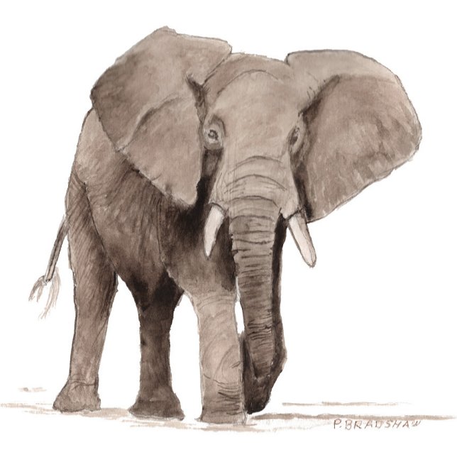 Adesivo Redondo Elephant Sticker (Criador carregado)