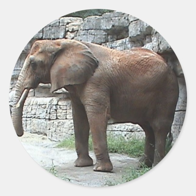 Adesivo Redondo Elephant Sticker (Frente)