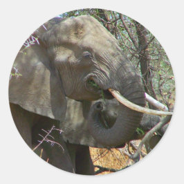 Adesivo Redondo Elephant Stickers