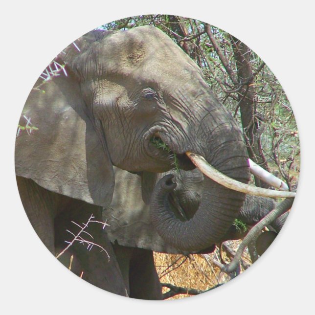 Adesivo Redondo Elephant Stickers (Frente)