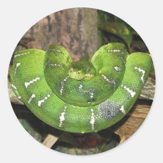 Adesivo Redondo Emerald Tree Boa Cobra Sticker
