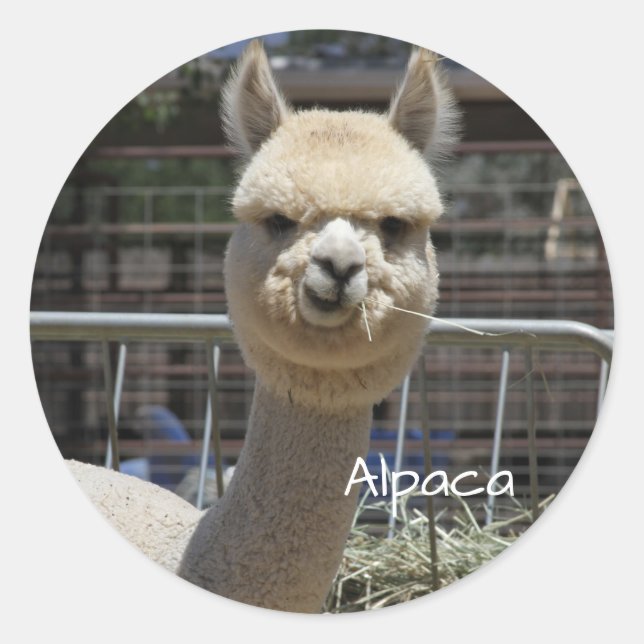 Adesivo Redondo Engraçado Alpaca Sticker (Frente)