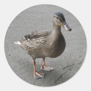 Adesivo Redondo Engraçado Pato-Pato