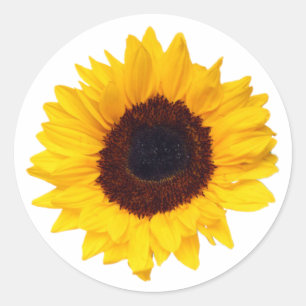 Adesivo Redondo Envelope Amarelo de girassol PixDezine