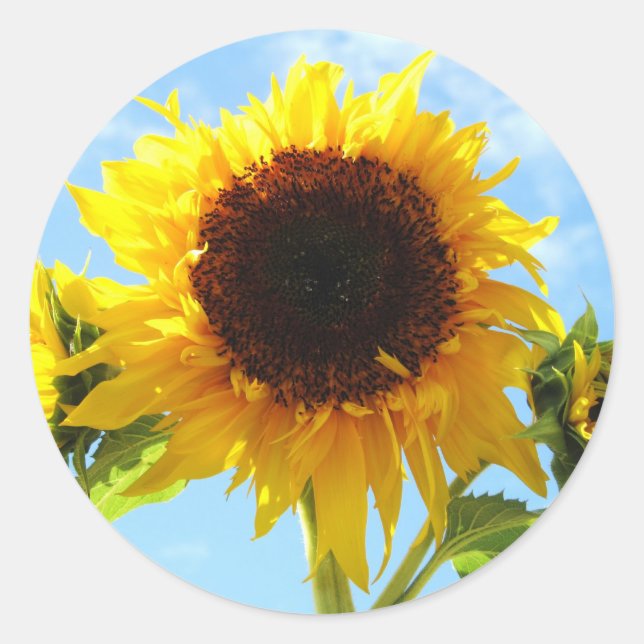 Adesivo Redondo Envelope Sunflower Seals ou Stickers (Frente)