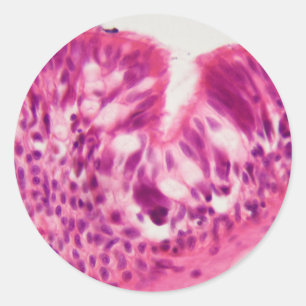 Adesivo Redondo Epitélio Ciliated sob o microscópio