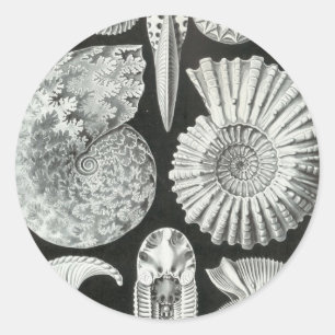 Adesivo Redondo Ernst Haeckel - Ammonitida