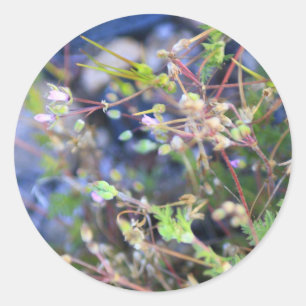 Adesivo Redondo Ervas daninhas