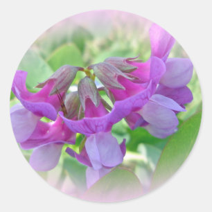 Adesivo Redondo Ervilha de praia - Lathyrus japonicus - Wildflower