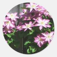 Escalando Flores De Mola Roxo Clematis