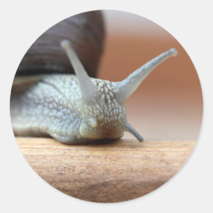 Adesivo Redondo Escargot