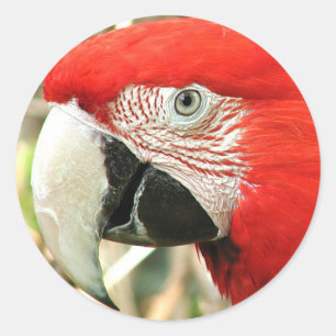 Adesivo Redondo Escarlate do Macaw