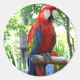 Adesivo Redondo Escarlate do macaw, design vermelho do photograp