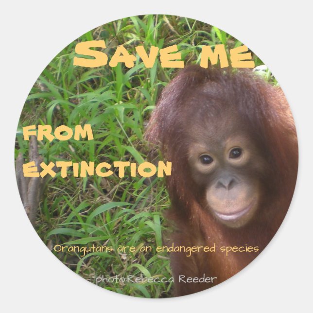 Adesivo Redondo Espécies ameaçadas de fauna selvagem de Orangutan (Frente)