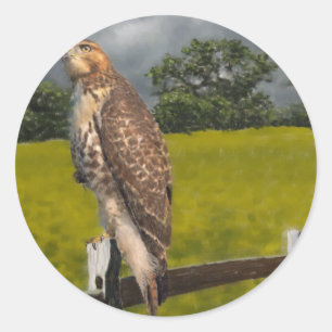 Adesivo Redondo Esperando pela Tempestade - Falcão da cauda vermel