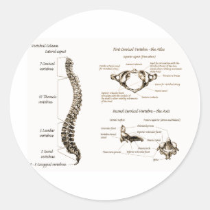 Adesivo Redondo Espinha