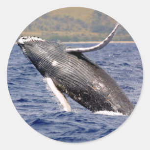 Adesivo Redondo Espirro da baleia de Humpback