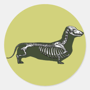 Adesivo Redondo esqueleto do dachshund