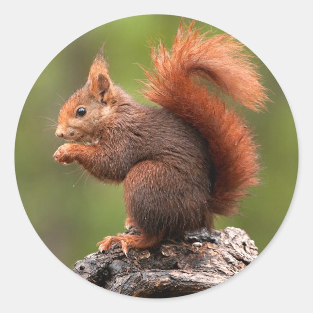 Adesivo Redondo Esquilo (Frente)