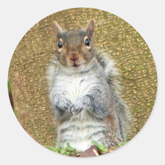 Adesivo Redondo Esquilo (Frente)