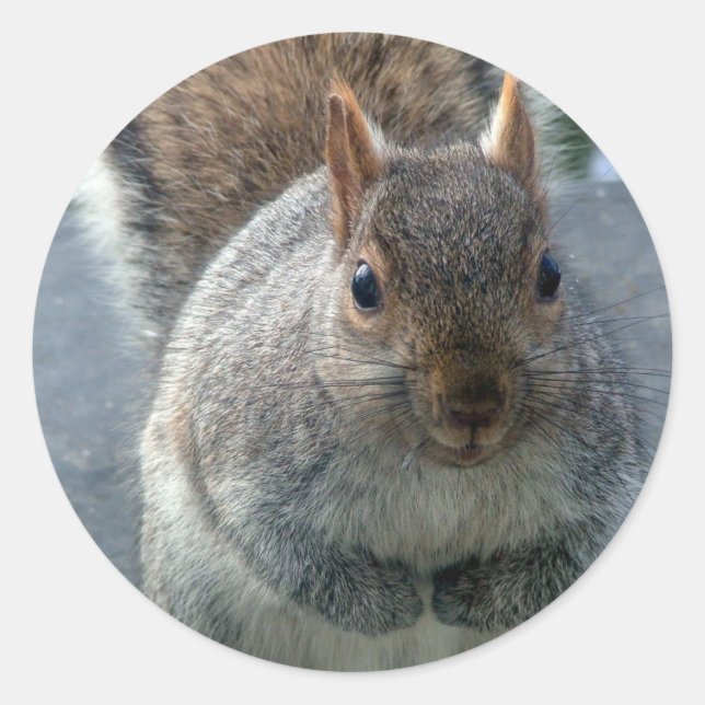 Adesivo Redondo Esquilo (Frente)