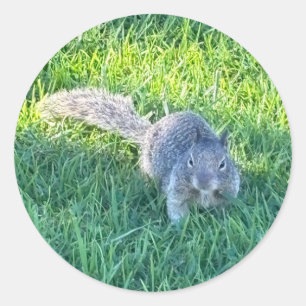 Adesivo Redondo Esquilo-Cinzento (Sciurus carolinensis)