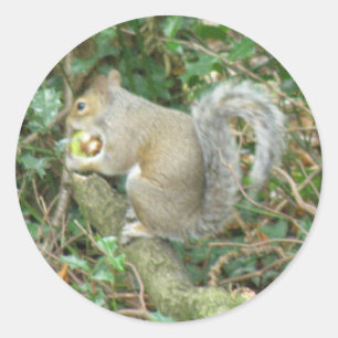 Adesivo Redondo Esquilo com Acorn Sticker