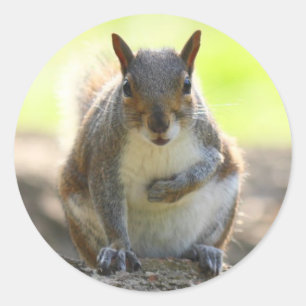 Adesivo Redondo Esquilo das cinzas - Bute Park, Cardiff, Wales, UK