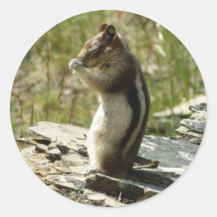 Adesivo Redondo Esquilo de terra em ouro no Glaciar I