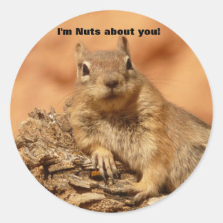 Adesivo Redondo Esquilo Funny Valentine Day