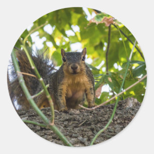 Adesivo Redondo Esquilo na árvore