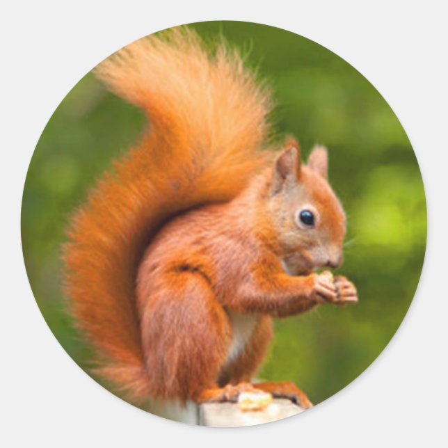 Adesivo Redondo Esquilo Vermelho (Frente)