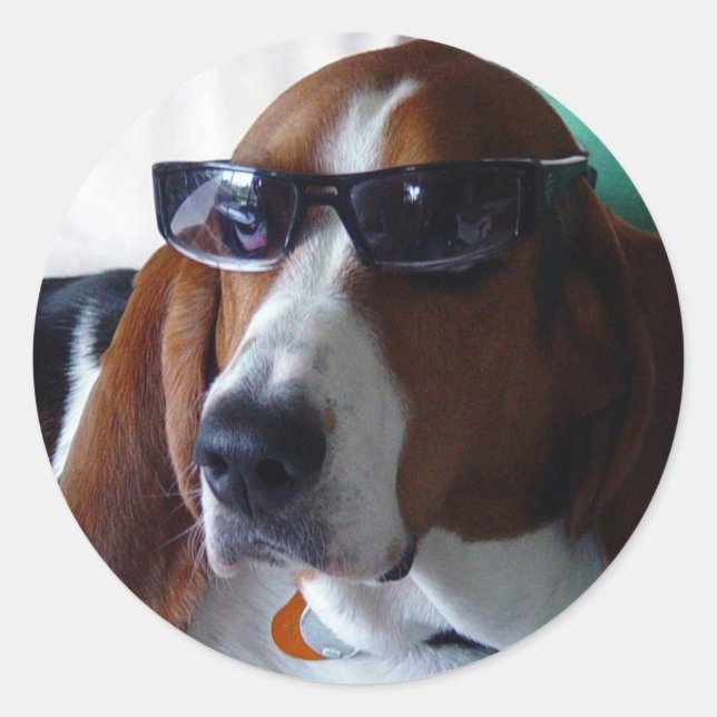 Adesivo Redondo Este cão de caça é um kool kat (Frente)