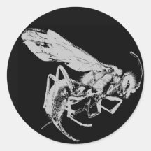 Estilo preto e branco minimalista Insetos Insetos 