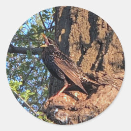 Adesivo Redondo Estrelas de aves