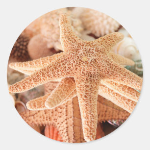 Adesivo Redondo Estrelas-do-mar secas vendidas como lembranças 2