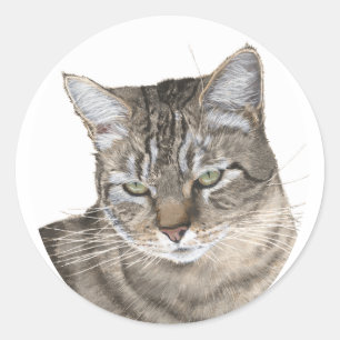 Adesivo Redondo Estudo da Cabeça de Gato Tabby de Pelo Curto