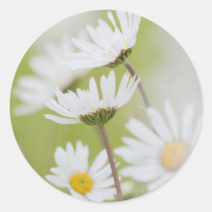 Adesivo Redondo EUA, Alaska, Glacier Bay National Park