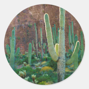 Adesivo Redondo EUA, Arizona. Campo de Cactus Saguaro por um penha