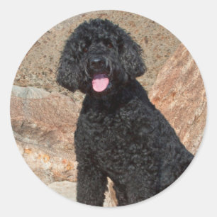 Adesivo Redondo EUA, Califórnia. Cuidados com Labradoodle