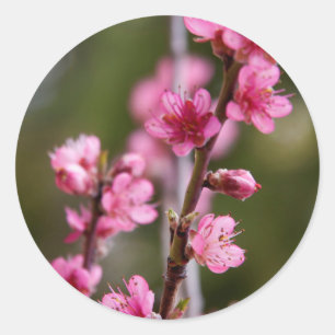 Adesivo Redondo EUA, Califórnia. Flores Cor-de-Rosa Em Uma Árvore